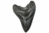 Fossil Megalodon Tooth - South Carolina #288226-1